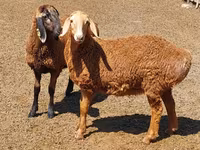 نعجة, Arashan sheep — الصورة 2
