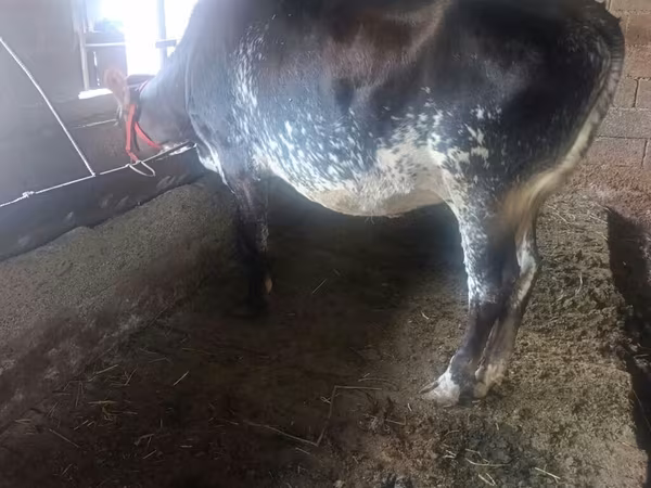 Vaca, Ganado vacuno — Kirguistán