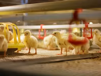 Premixuri pentru animale şi păsări / Премиксы для птиц и животных — 照片 1