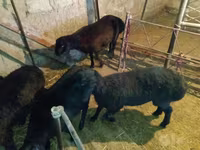 Ram, Sheep — photo 6