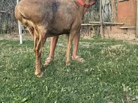 Oveja, Ovejas — foto 5