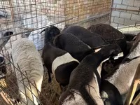 公羊, Rhon sheep — 照片 2