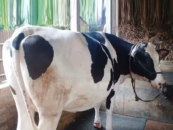 母牛, Holstein breed
