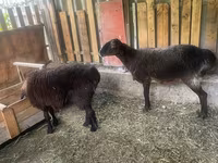 公羊, Sheep — 照片 3