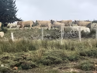 Kuh, Aubrac cattle — Foto 5