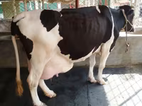 Vaca, Búfalo — foto 2