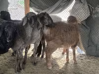 Carnero, Hissar sheep — foto 5