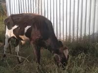 Toro, Raza Holstein — foto 6