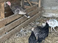 Turkeys — Foto 6