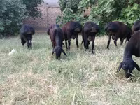 मेढ़ा, भेड़ — फ़ोटो 8