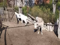 Козёл, Ламанча коза — фото 4