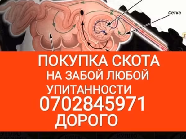 Бык, Коровы — Кыргызстан