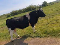 Bull, Holstein breed — photo 1