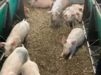 Eber, Schweine — Foto 8