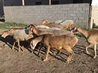 मेढ़ा, Hissar sheep — फ़ोटो 6