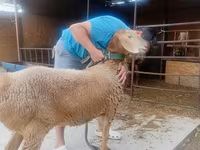Oveja, Arashan sheep — foto 4