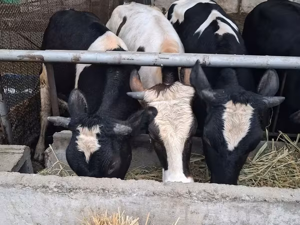 Swiss cattle