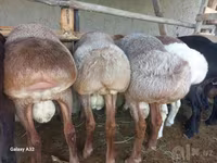 Ram, Sheep — photo 3