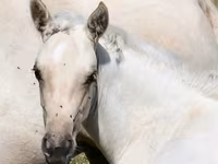 Stute, Quarter Horse — Foto 4