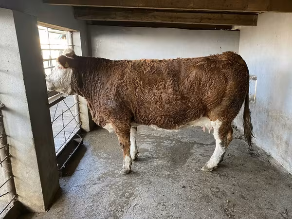 母牛, Cattle