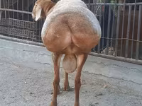 Widder, Saryarka sheep — Foto 4