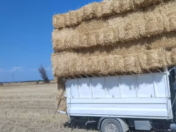 Арпа саман сатылат - Тип: прессованные тюки соломы - Форма