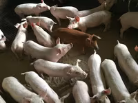 ثور, الماشية — الصورة 5