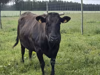 Kuh, Wagyu — Foto 3