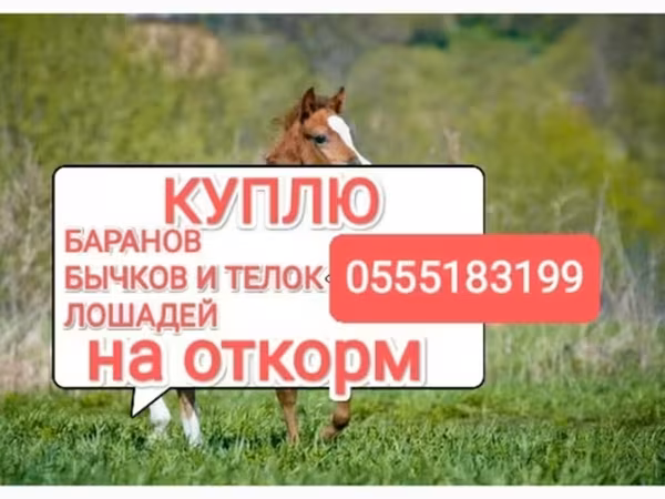 Конь, Лошади — Кыргызстан