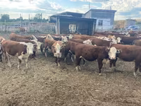 Cow, Swiss cattle — photo 4