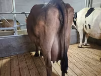 Cow, Holstein breed — photo 1