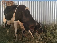 Toro, Raza Holstein — foto 5