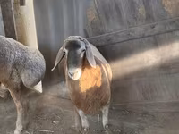 Widder, Arashan sheep — Foto 1