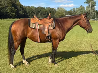 Mare, Quarter Horse — photo 1