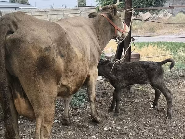 Vaca, Simmental cattle