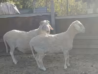 公羊, Sheep — 照片 5
