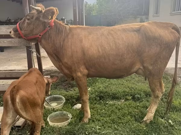 Vaca, Ganado vacuno — Kirguistán
