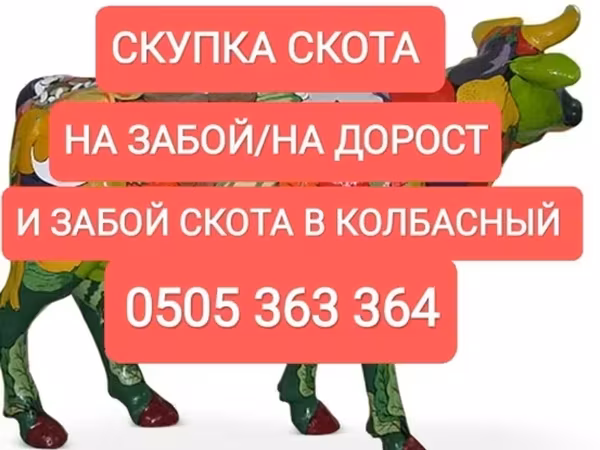 Бык, Коровы