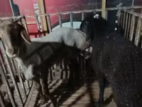 كبش, Hissar sheep — الصورة 4