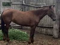 Кобыла, Лошади — фото 3