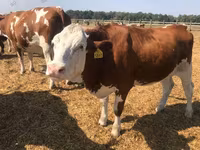 Bull, Kazakh White-headed cow — photo 3