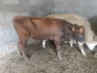 Toro, Simmental cattle — foto 7