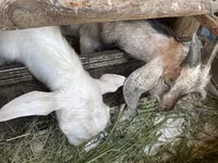 Коза, Козлы — фото 1