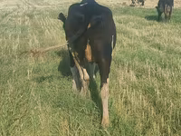 Vaca, Raza Holstein — foto 1