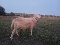 Ram, Assaf sheep — photo 4
