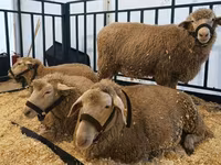 كبش, Kazakh fat-tailed coarsewool sheep — الصورة 2