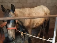 حصان, Horse breed — الصورة 4