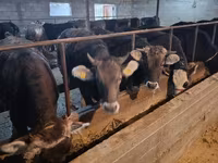 Kuh, Swiss cattle — Foto 3