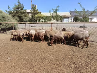 公羊, Arashan sheep — 照片 1