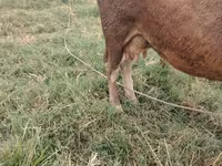 Cow, Cattle — photo 1